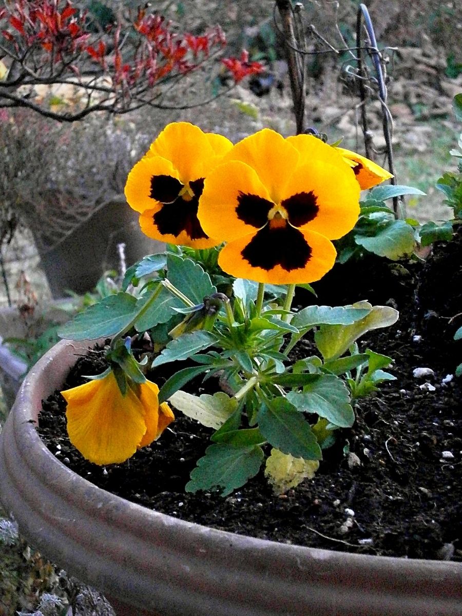 Typical Autumn Flowers That You Can Try Out