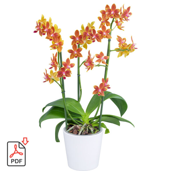 TOTF2021SE 17 Floricultura 254347 Phalaenopsis AromorA Saffron Star
