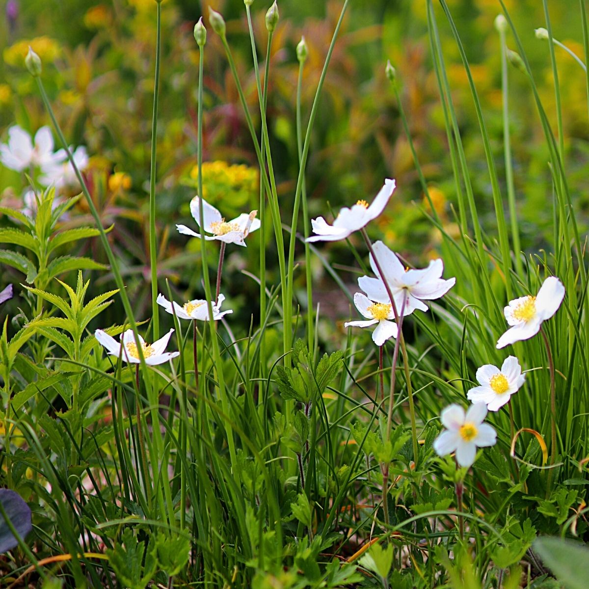 Typical Autumn Flowers That You Can Try Out