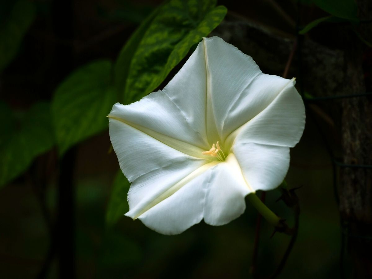 Moonflower is one of the most beautiful flowers that bloom at night