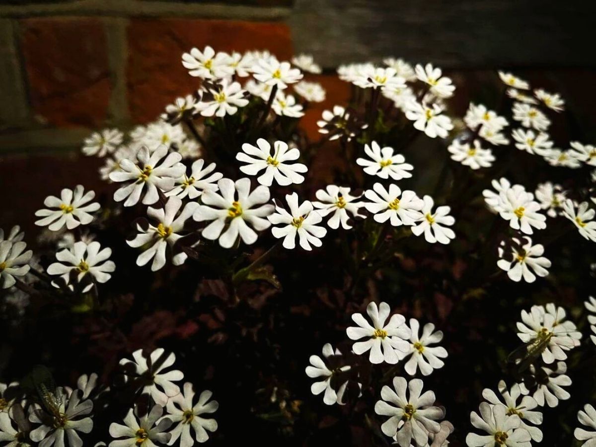 Night Phlox flowers blooming at night