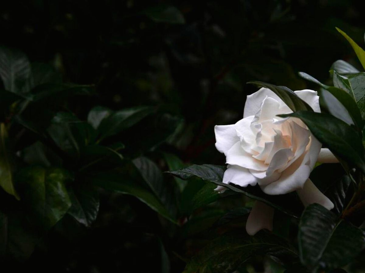 Gardenia at night in a garden