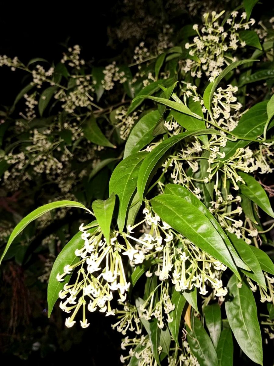 Night-Blooming Jasmine is a flower that blooms at night