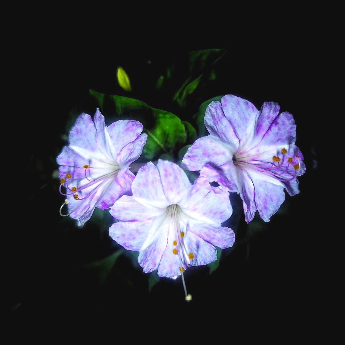 Four O Clock Alba Mirabilis Jalapa flower at night