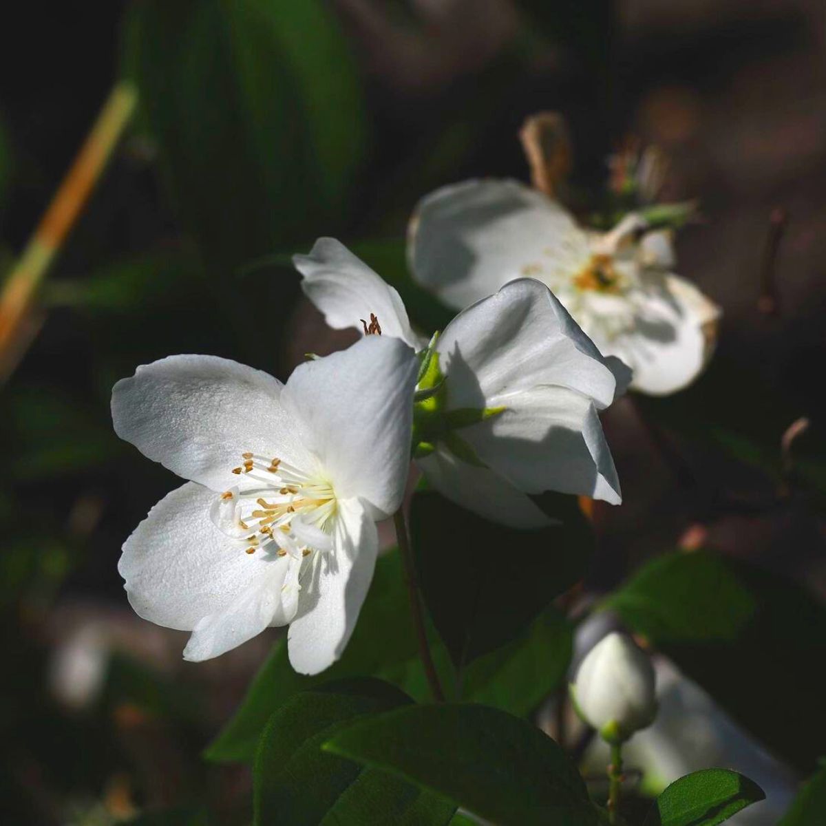 Eight Flowers That Bloom at Night While Glowing Under the Moon - Article