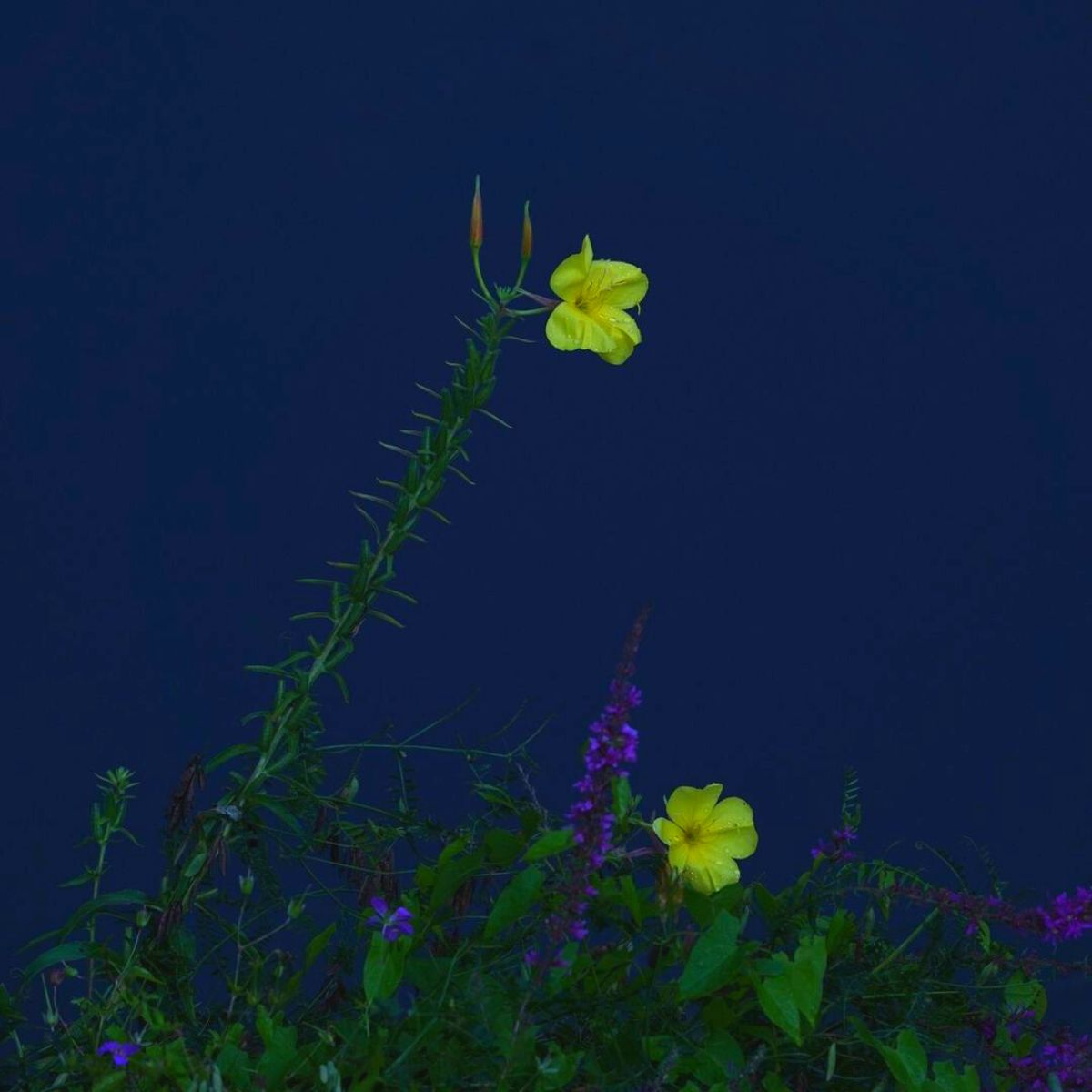 The evening primrose is one of the eight flowers that bloom at night