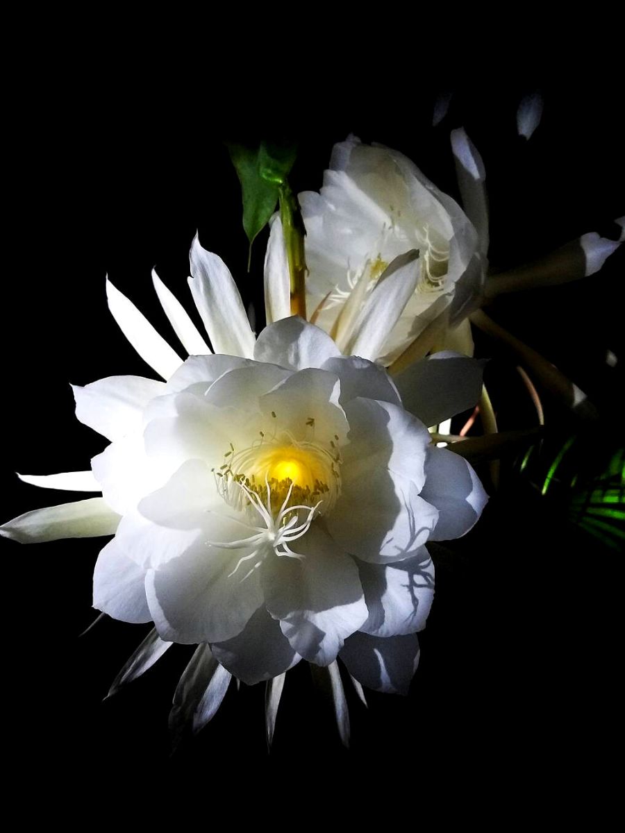 Queen of night cactus at night