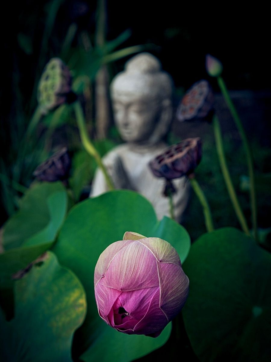 Buddhism flowers blooming