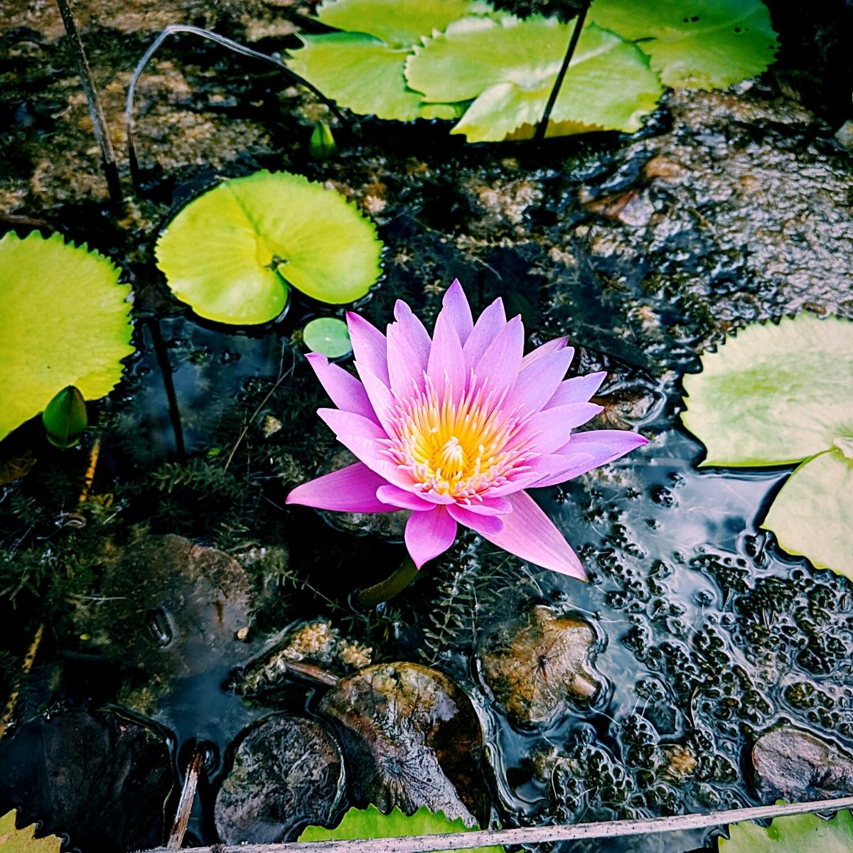 Symbolism of Flowers of the Tripitaka