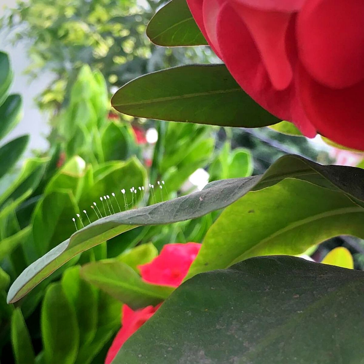 udumbara flower growing in a bunch on the leaves