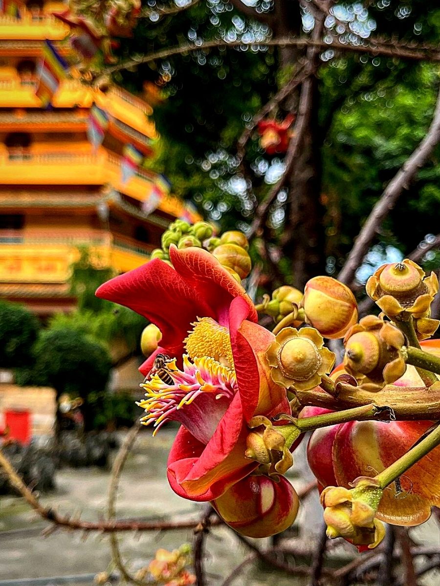 Symbolism of Flowers of the Tripitaka