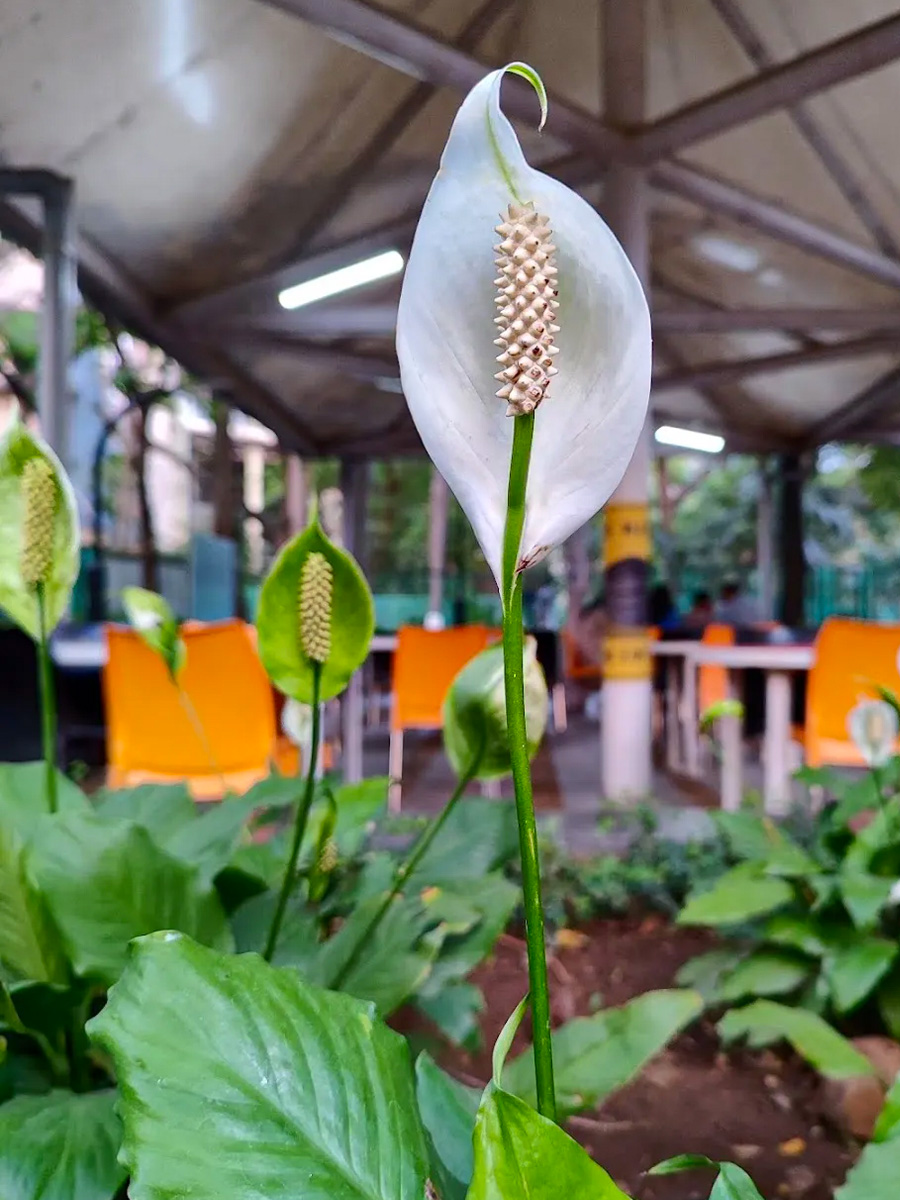 Peace Lily Spathiphyllum restaurant plant