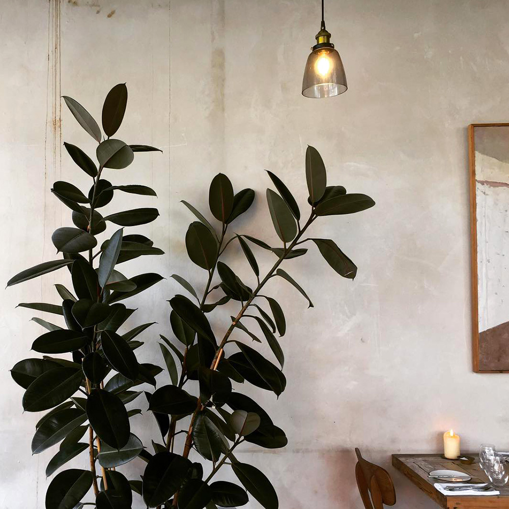 Rubber Plant Ficus Elastica restaurant plant