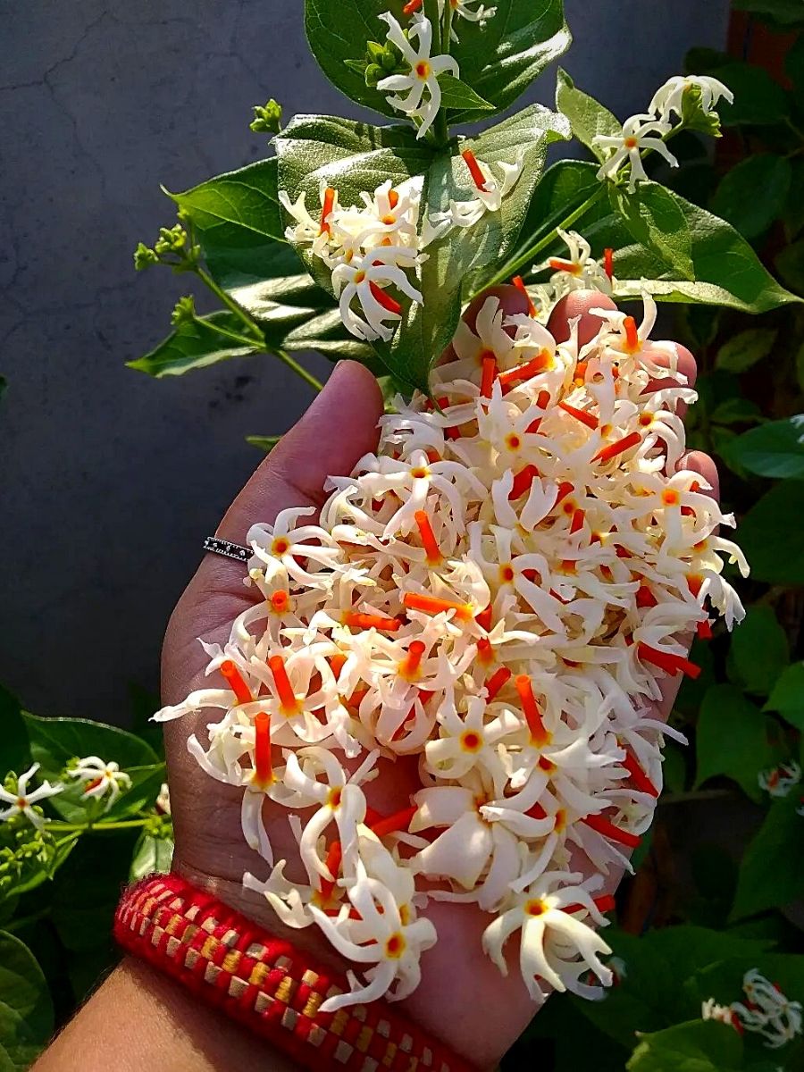 Harsingar or night blooming jasmine