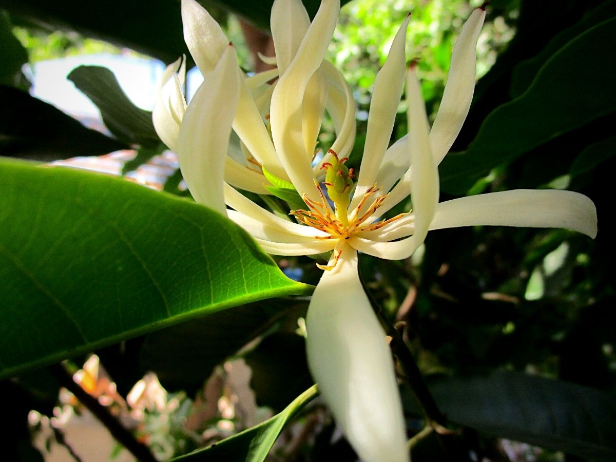 flowers of the white sandalwood