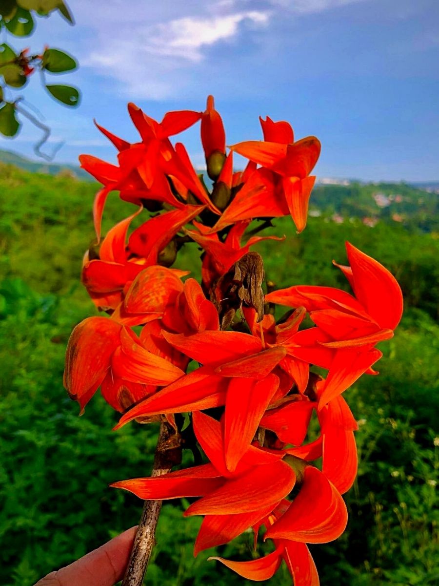 Symbolism of Flowers of the Tripitaka