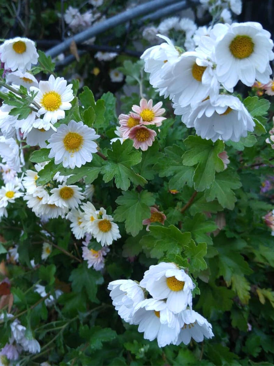 Fall flowers