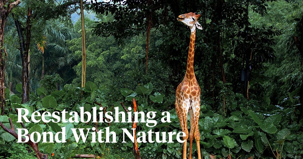 Eco-tourism reconnects you with nature through conservation.