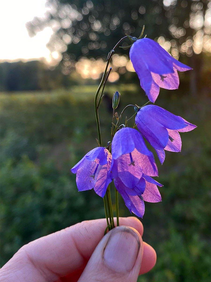 Hand holding bluebells