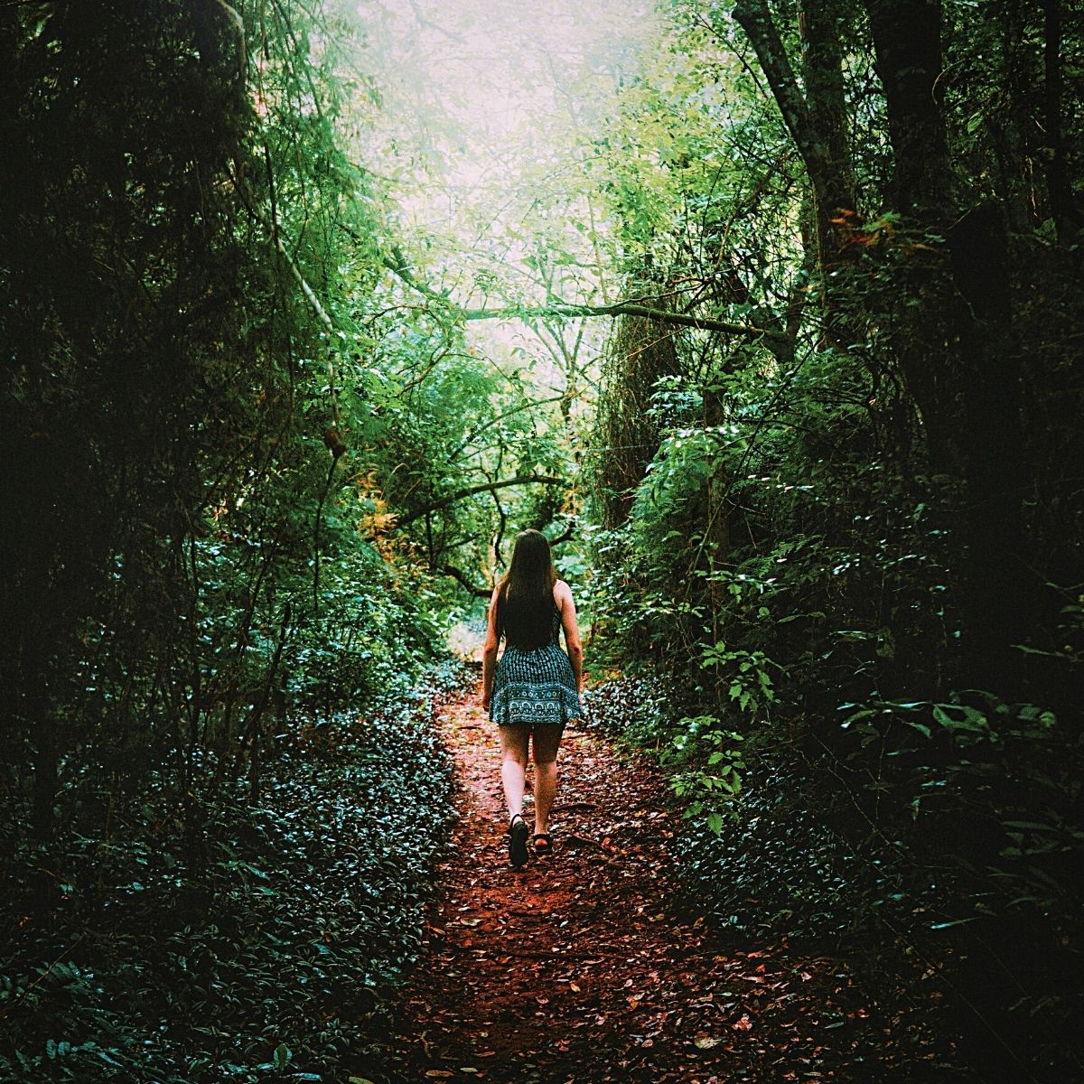 Shinrin-Yoku The Ancient Art of Forest Bathing