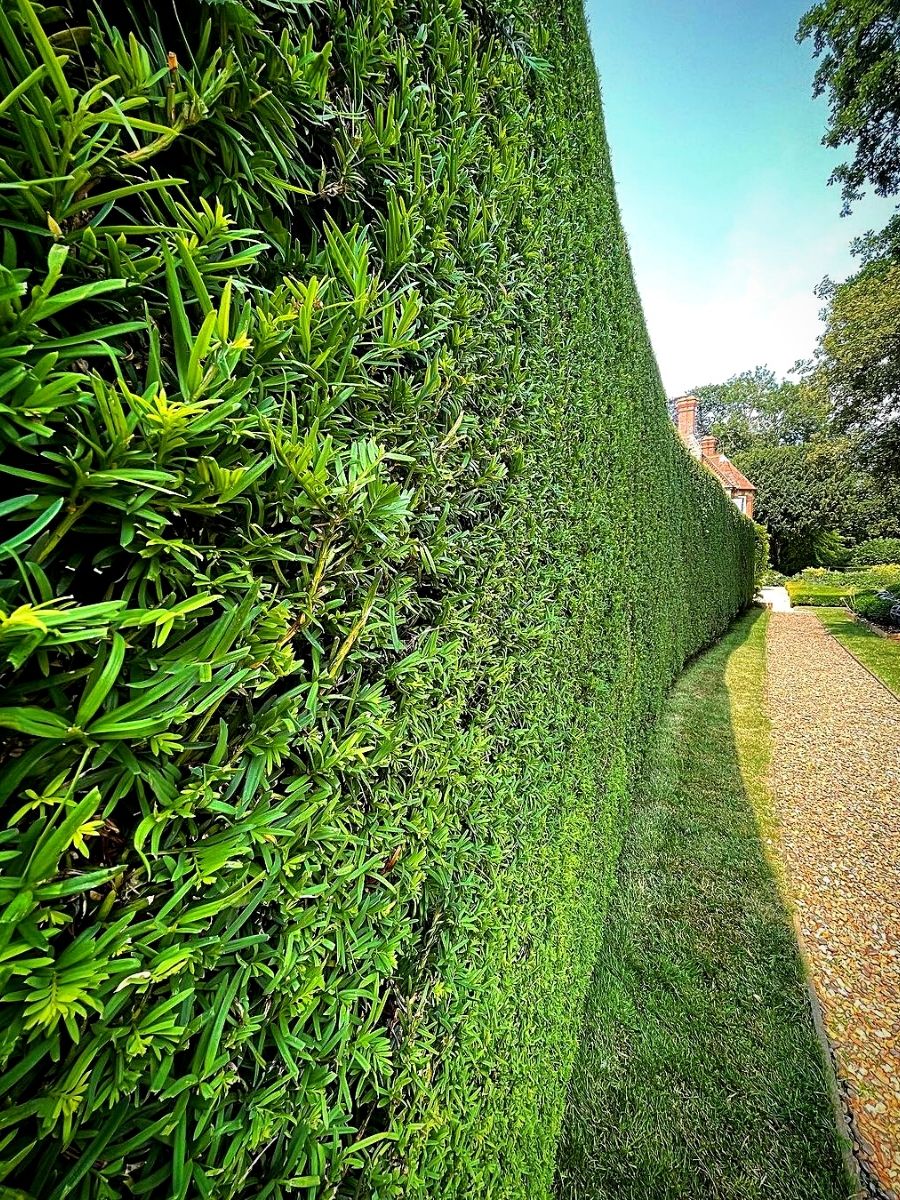 Hedge plant ideas for your home