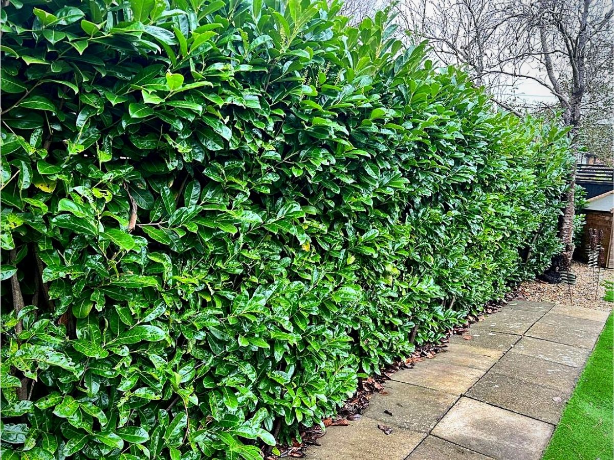 Hedge plant ideas for your home