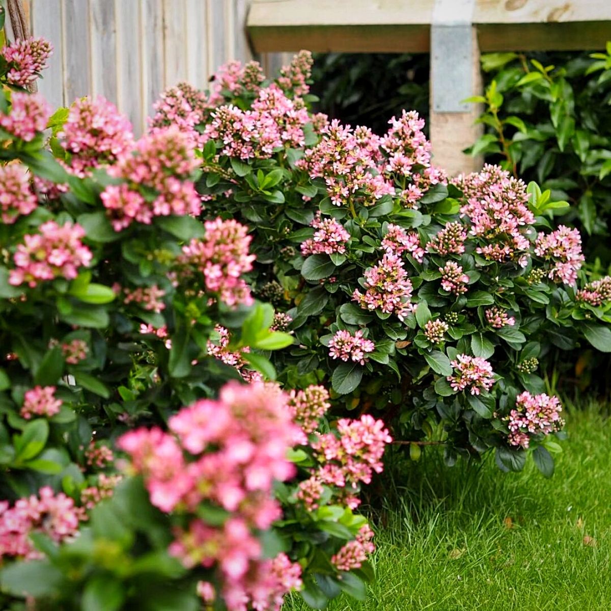 Hedge plant ideas for your home