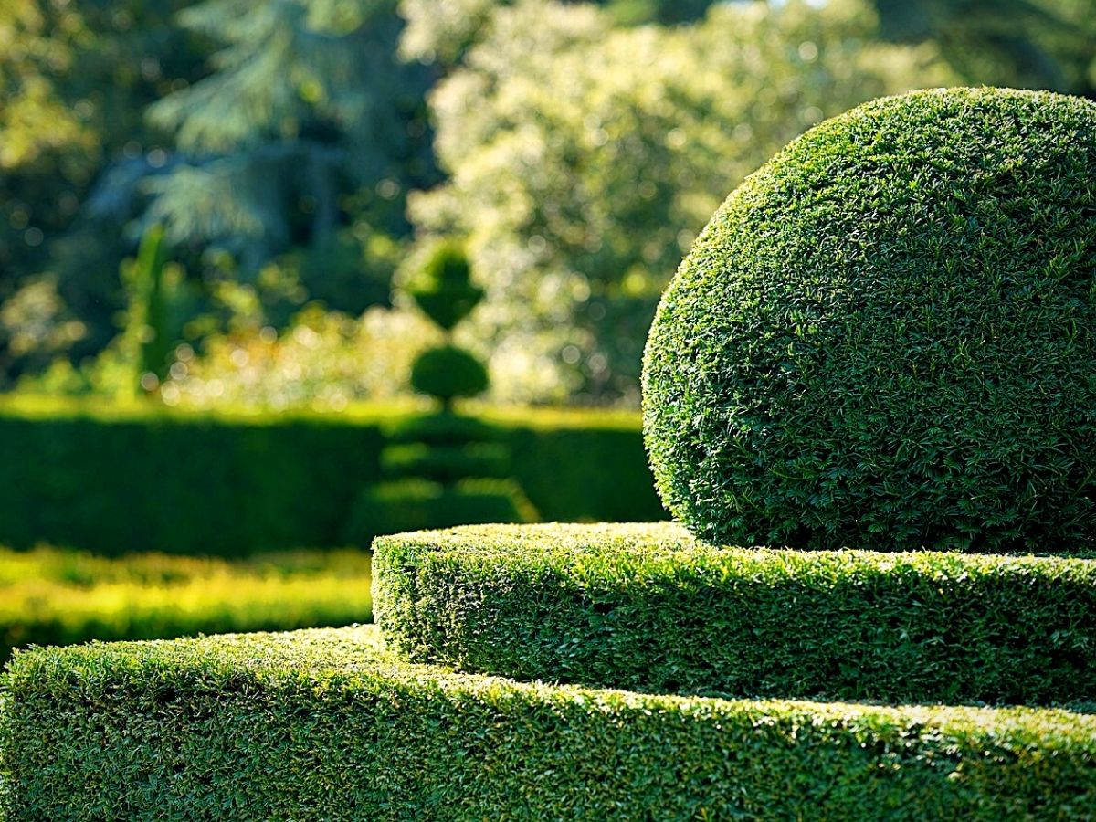 Hedge plant ideas for your home