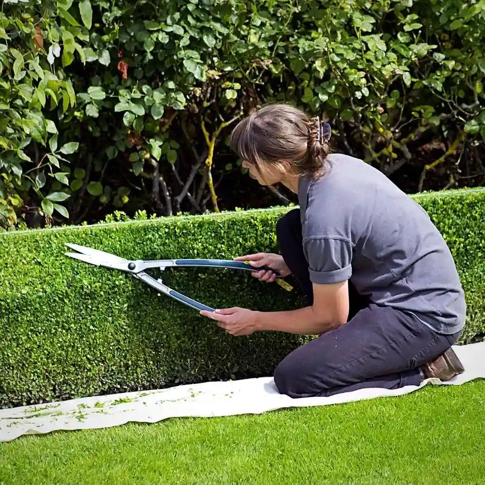 Hedge plant ideas for your home