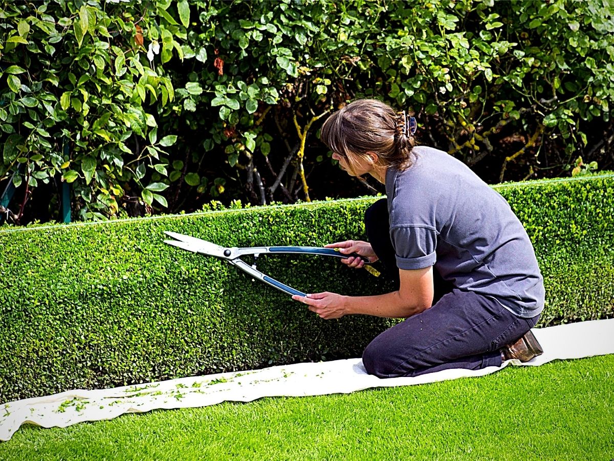 Hedge plant ideas for your home