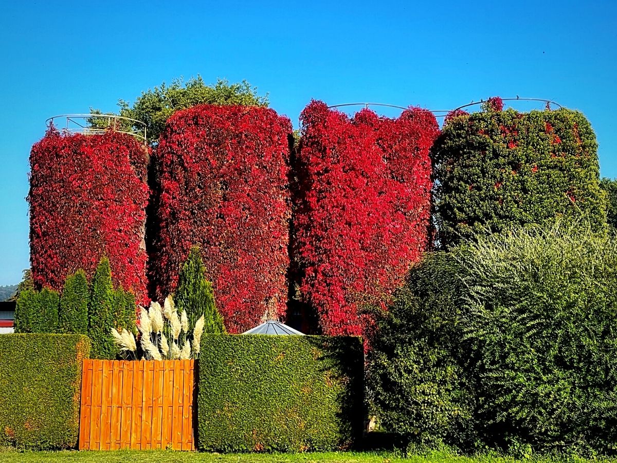 Hedge plant ideas for your home