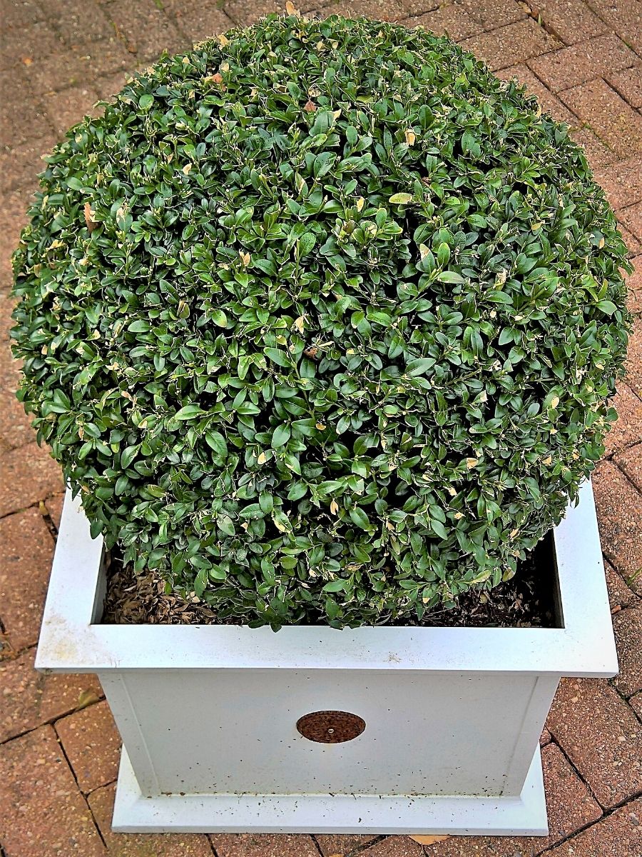 Hedge plant ideas for your home