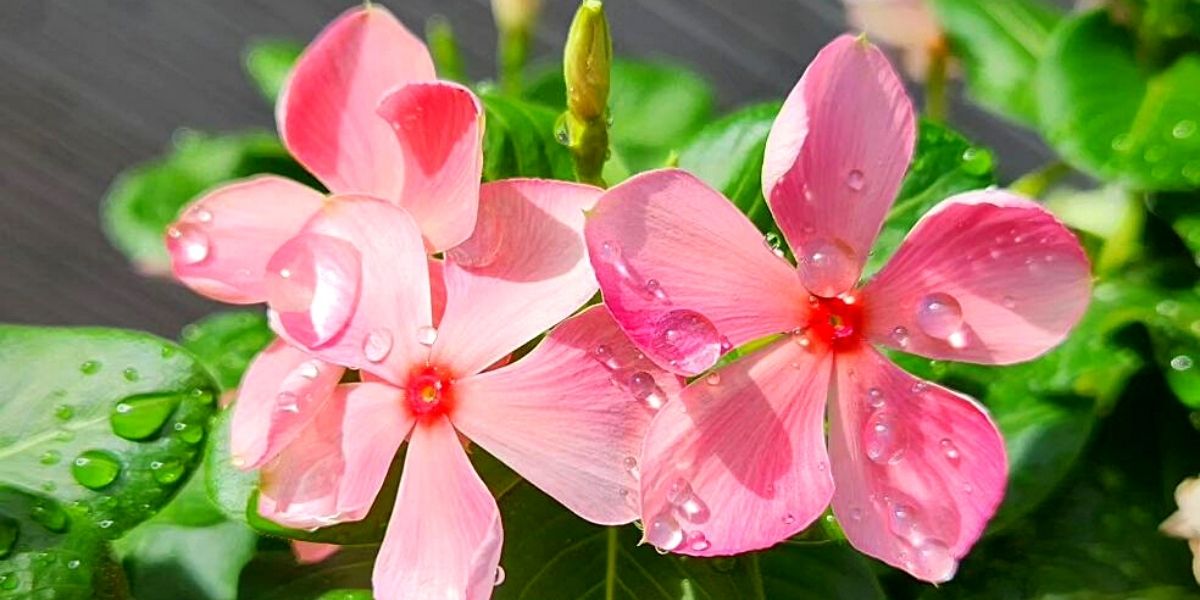 Vinca flowers