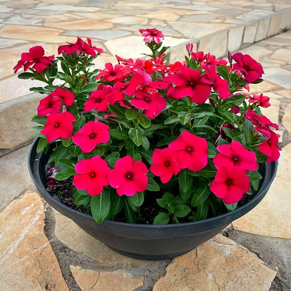 potted vinca flowers