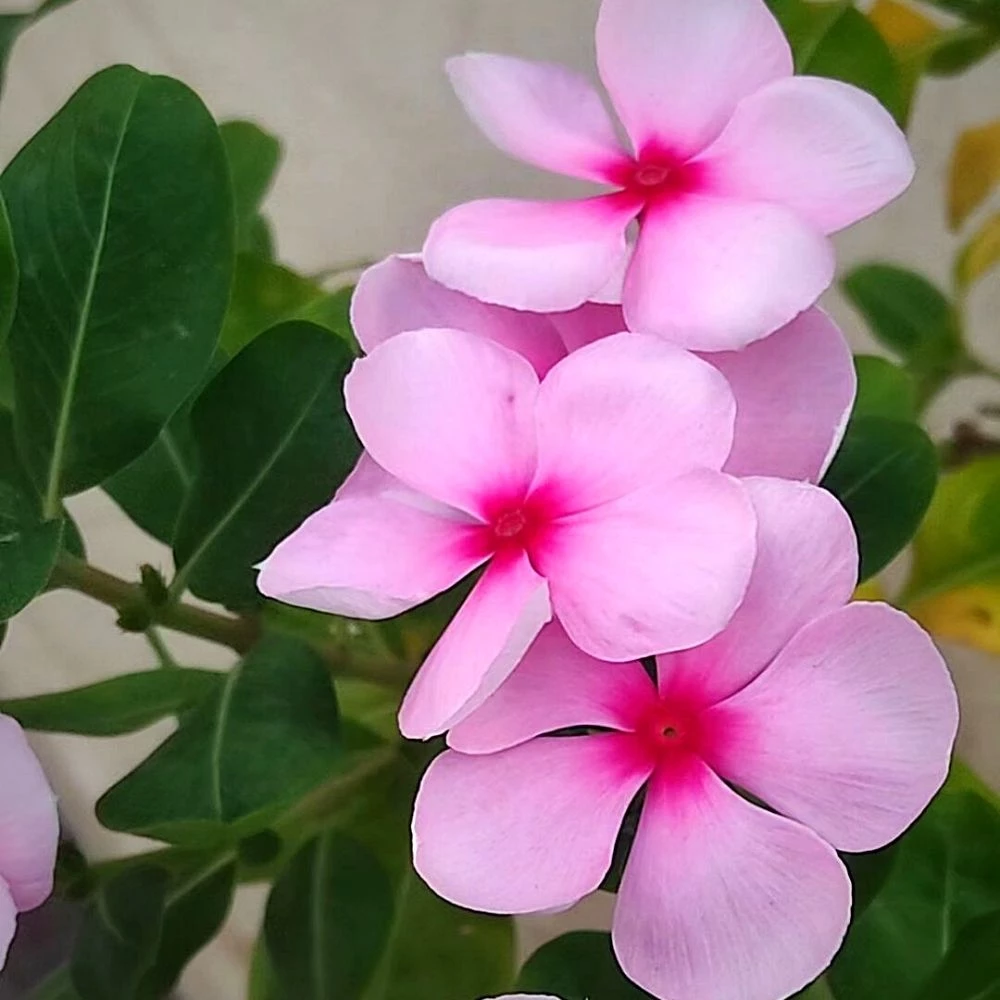 vinca flowers 