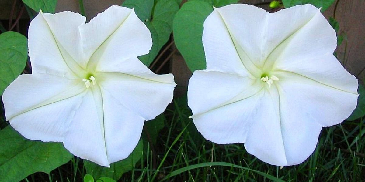 Moonflower Product onThursd