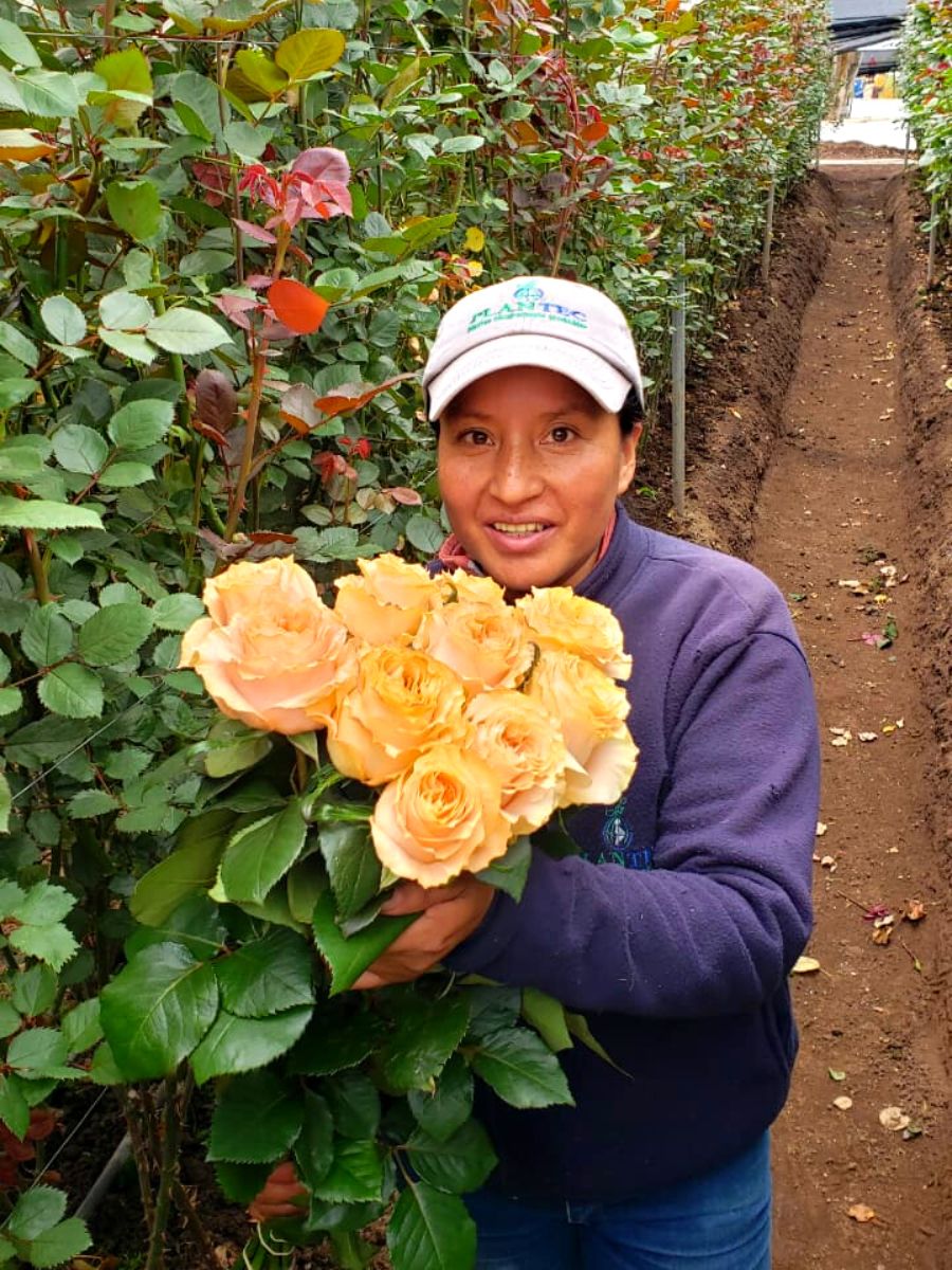 Worker at Plantec farms with Rose Enchantment