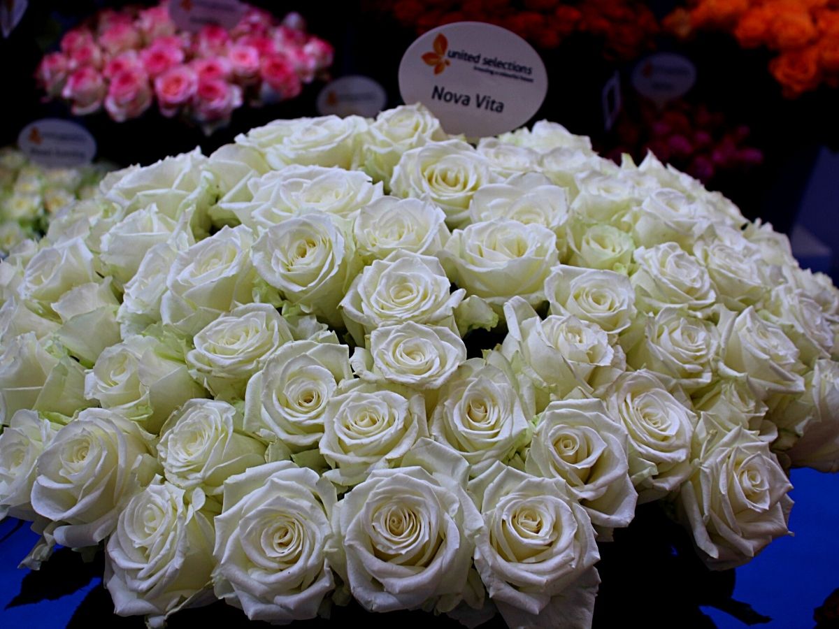 Roses From United Selections at the Interflora World Cup