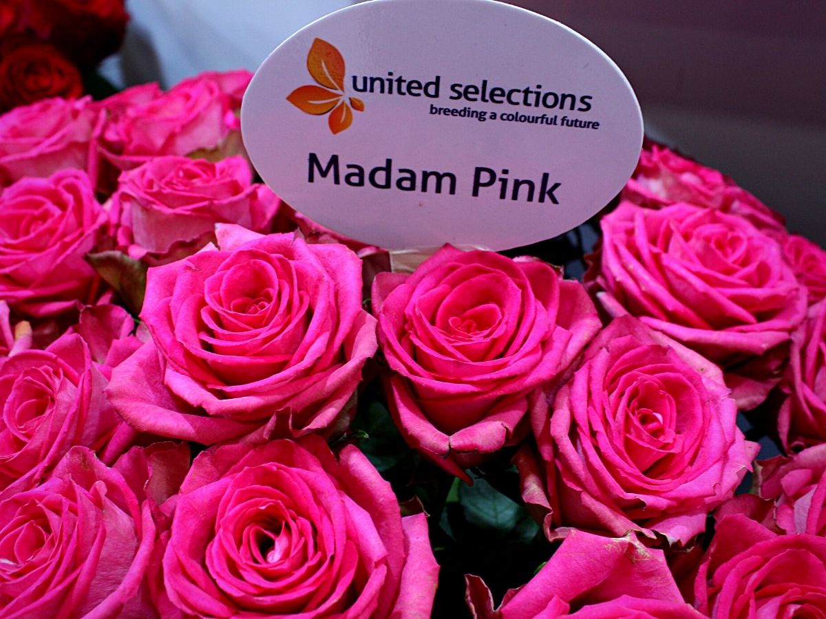 Roses From United Selections at the Interflora World Cup