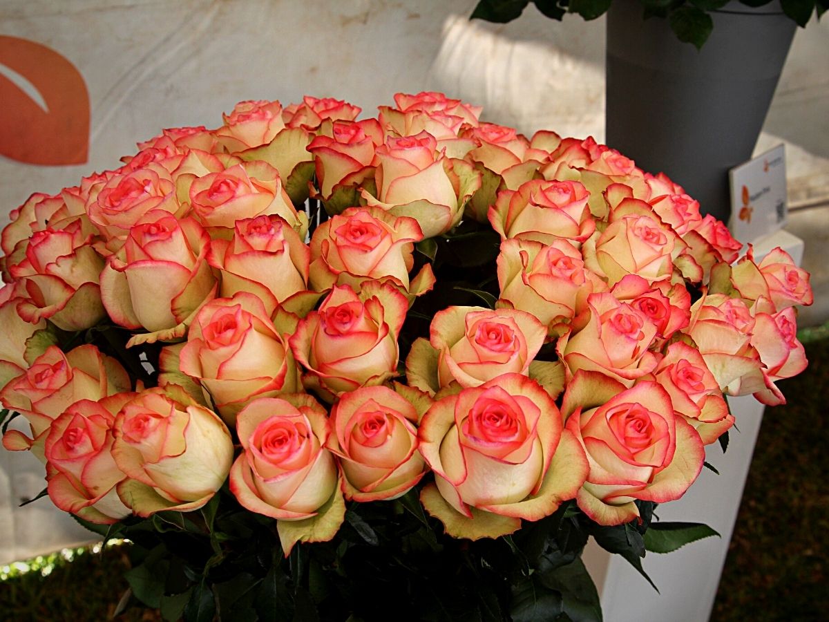 Roses From United Selections at the Interflora World Cup