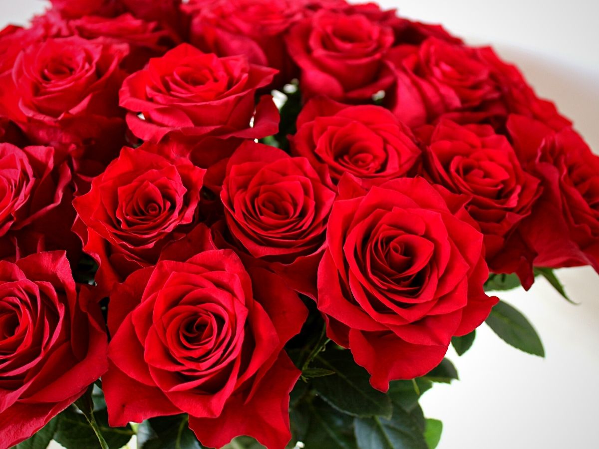 Roses From United Selections at the Interflora World Cup