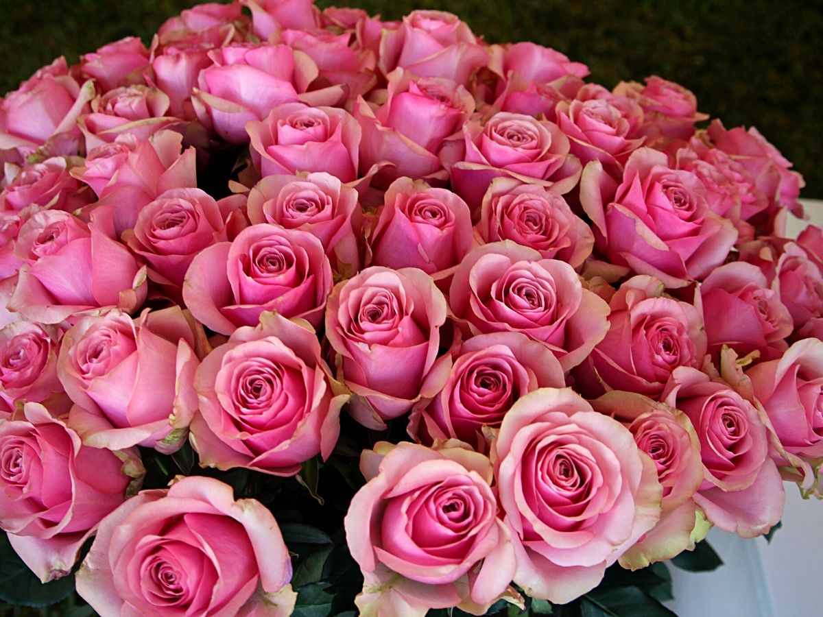 Rose Pink Wave from United Selections Rose Pink Wave from United Selections