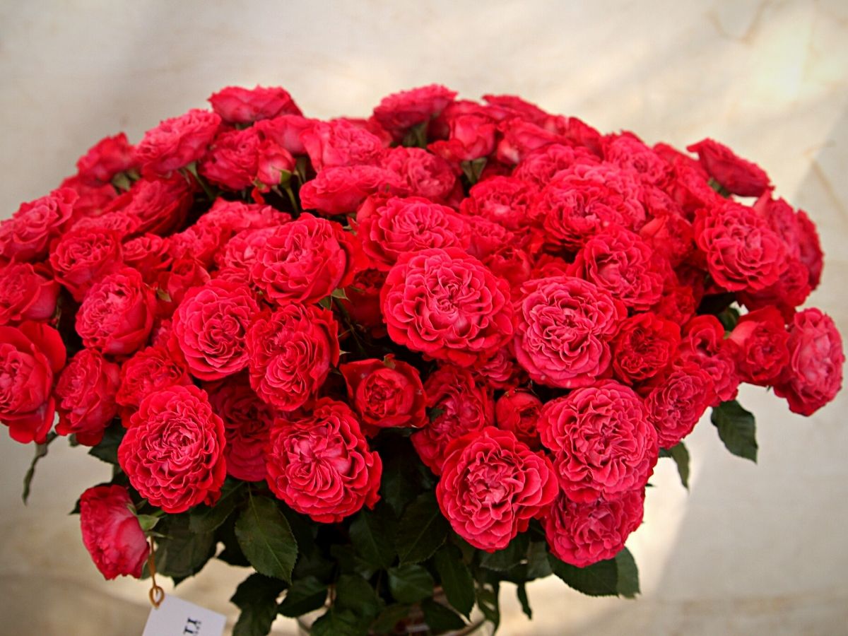 Roses From United Selections at the Interflora World Cup