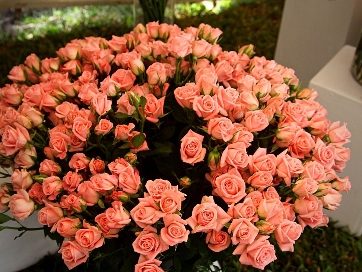 Roses From United Selections at the Interflora World Cup