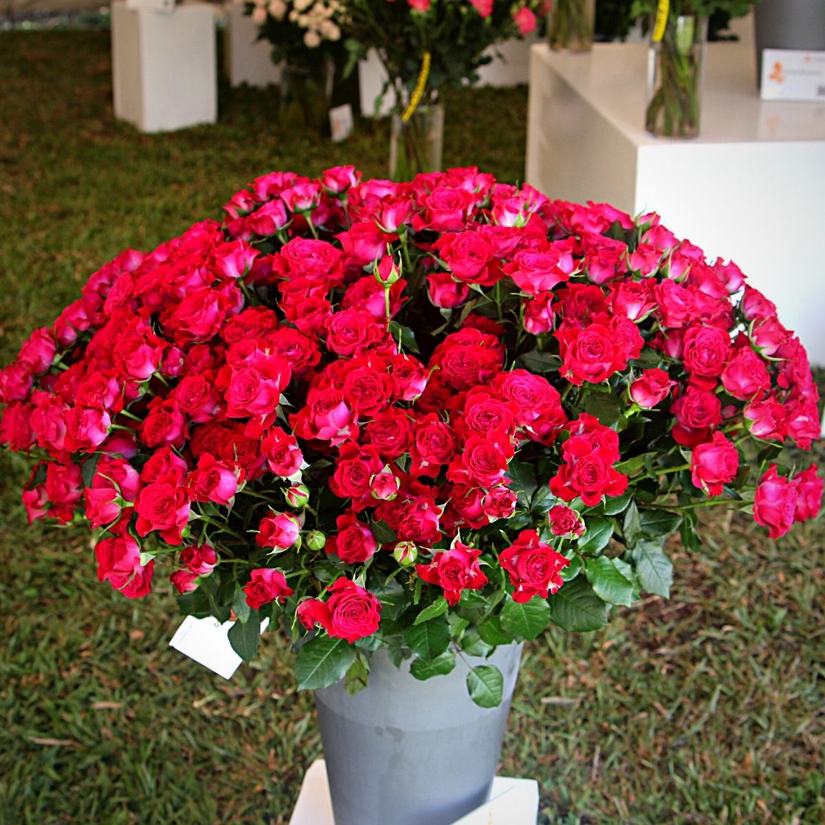 Roses From United Selections at the Interflora World Cup