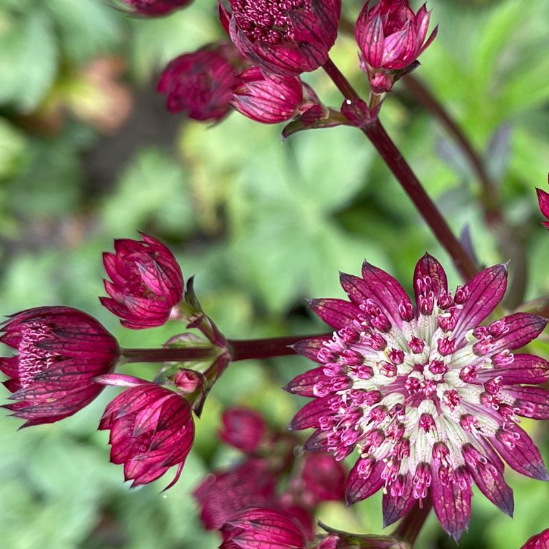 Astrantia Major Magical Diamonds Red