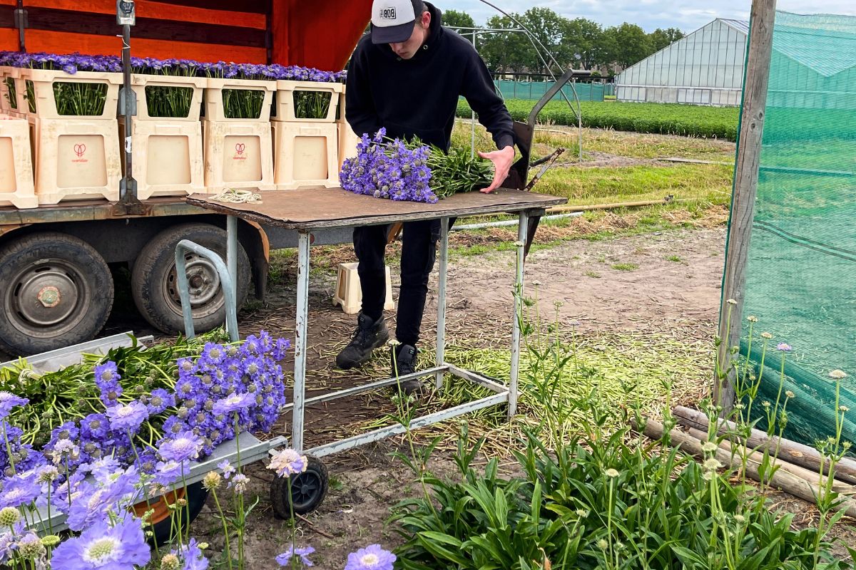 Harvesting scabiosa at van Ruiten