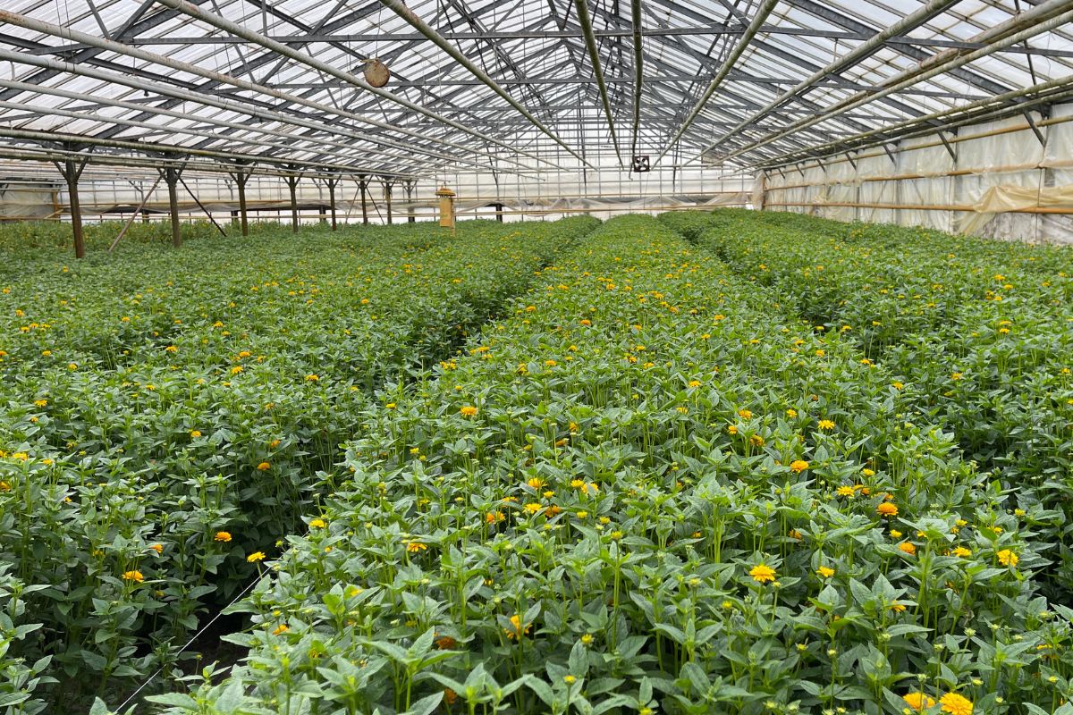 Greenhouse of van Ruiten