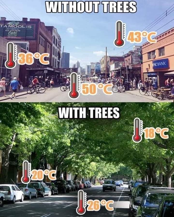 Street without trees and with trees temperatures