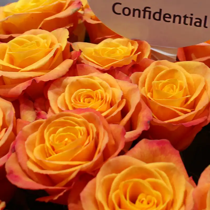 United Selections roses to feature at the Interflora World Cup 2023